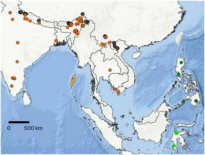 Taxonomic revision and identification keys for the giant honey bees